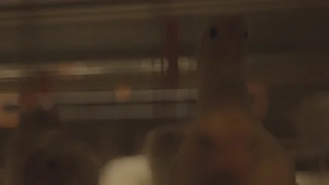 Chicken Farm Shot Inside the Cage Moving Camera Stock Footage 231500888