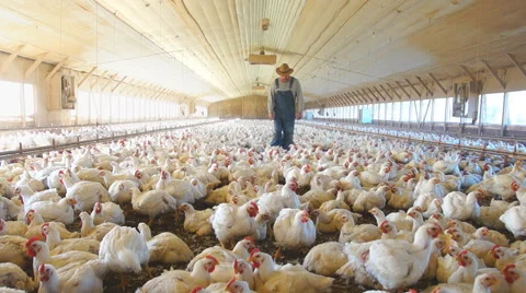 Chicken farmer checking out his chickens Stock Footage 47745411