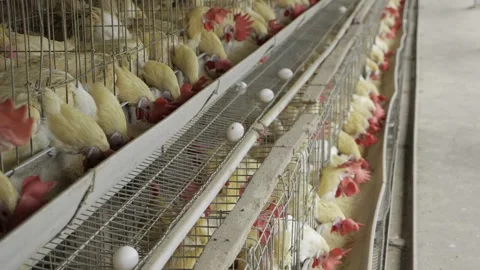 Chicken Farming - A Close-up Look at Egg Production Stock Footage 324037313