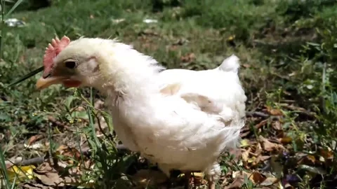 Chicken farming for eggs Stock Footage 161428266