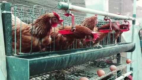Chicken Farming Stock Footage 245694181