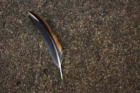 A chicken feather on the floor Photos