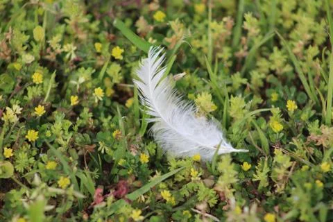 Chicken Feather in Grass Stock Photos