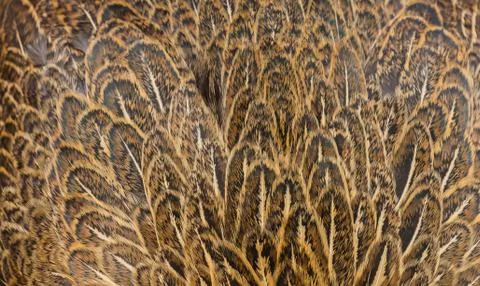 Chicken feather Stock Photos