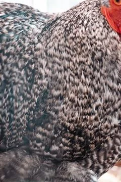 Chicken Feather Texture Close Up Stock Photos