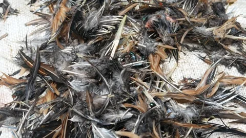 Chicken feather waste infested with green flies Stock Footage 301291225