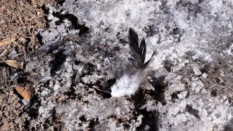 Chicken feather in the wind. Video stock 77203347