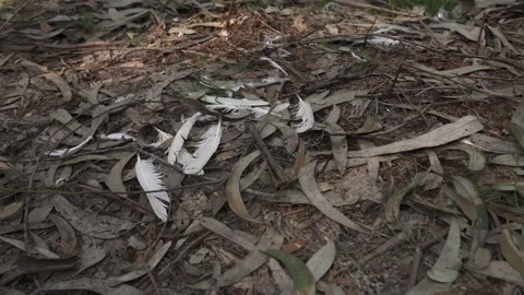 Chicken feathers on forest ground from witchcraft animal sacrifice - Wide Stock Footage 149950275