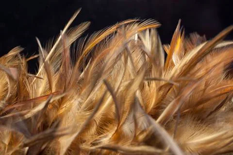 Chicken feathers Stock Photos