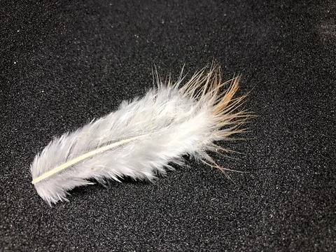 Chicken feathers Stock Photos