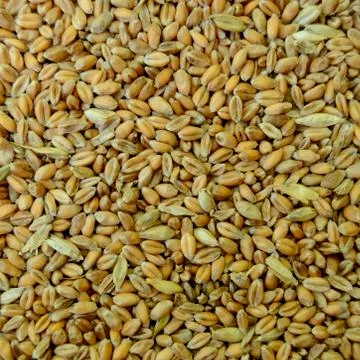 Chicken Feed Background Stock Photos