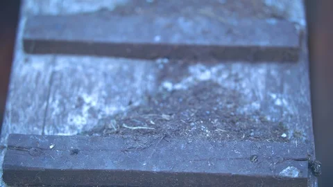 Chicken Feed Falling Down Ladder to Chicken Coop Stock Footage 94879353