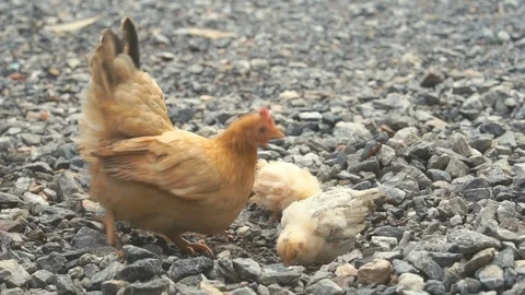 Chicken feed their young chicks, A hen with little chickens feeding Video stock 114869577