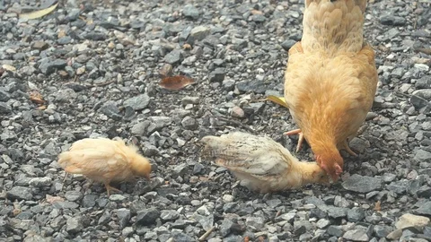 Chicken feed their young chicks, A hen with little chickens feeding Video stock 114869618