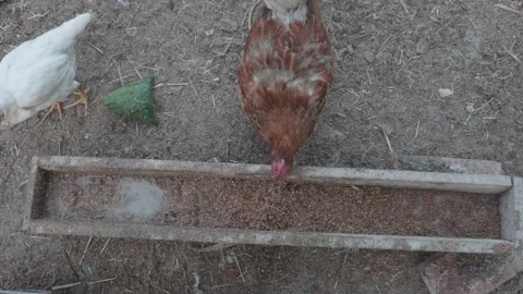 Chicken feeding, close up of head. Cute animal, chickens in farmland Stock Footage 137094521