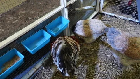 Chicken feeding Stock Footage 166715778