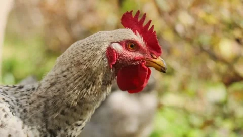 Chicken feeding on grass from low angle ground level view, domestic poultry Stock Footage 334098631