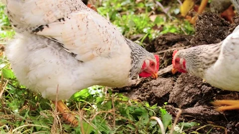 Chicken feeding near compost pile pecking through organic waste and soil in Stock Footage 334098511