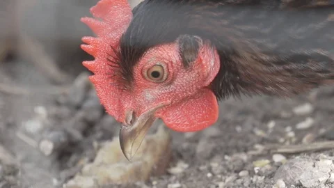 Chicken feeding, slowmotion, close up Vidéo 106018190
