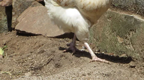 Chicken feet Видео 23706305