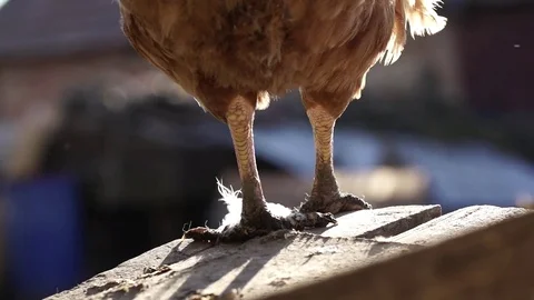 Chicken feet Stock Footage 84188512