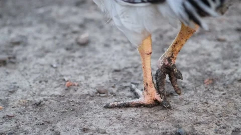 Chicken feet Stock Footage 131209294