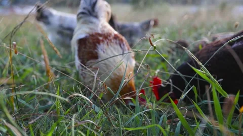 Chicken in field 4k HD Stock Footage 229230793