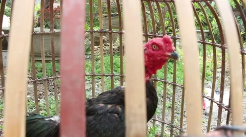 Chicken fight Stock-Footage 49713031