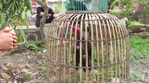 Chicken fight Stock Footage 49713067