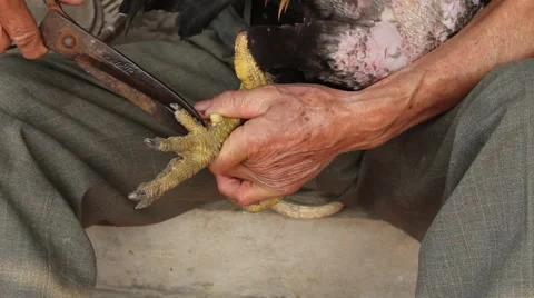 Chicken fight Stock Footage 49713142