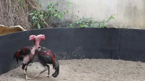 Chicken fight Stock Footage 49713479