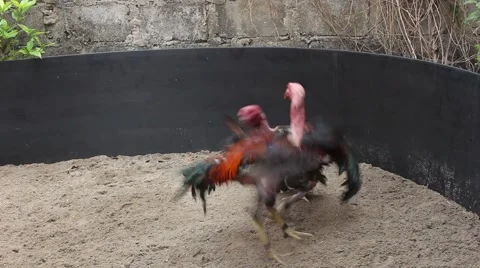 Chicken fight Stock Footage 49713656