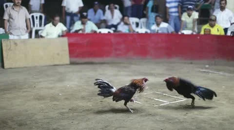 Chicken fight mexico Stock Footage 10986770