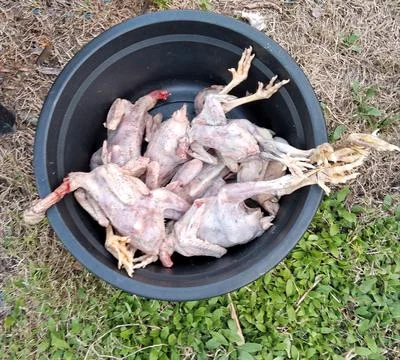 Chicken fillets.  Stock Photos