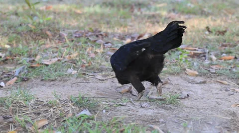 Chicken finding food on ground. Stock Footage 22606712