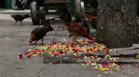 Chicken finding food from let down flowers on the floor. Stock Footage 56182387