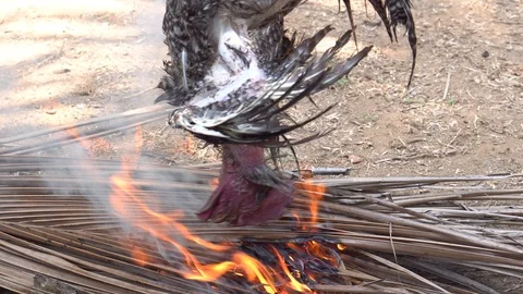 Chicken on Fire 4K Video stock 108505403