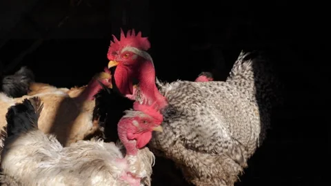 Chicken Flapping its Wings Stock Footage 135841913