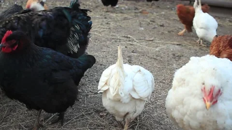 Chicken flock Video stock 61272485