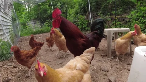 Chicken flock Video stock 155075165