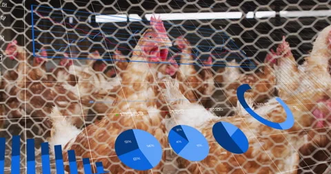 Chicken flock moving behind hexagonal mesh fence, displaying floating data Stock Footage 308184177