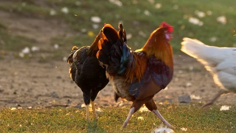 Chicken flock at sunset Stock Footage 104458408