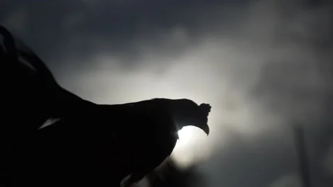 Chicken flying Stock Footage 155348675