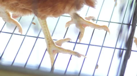 Chicken foot in egg production Video stock 62632869