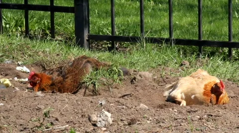 Chicken Stock Footage 861947