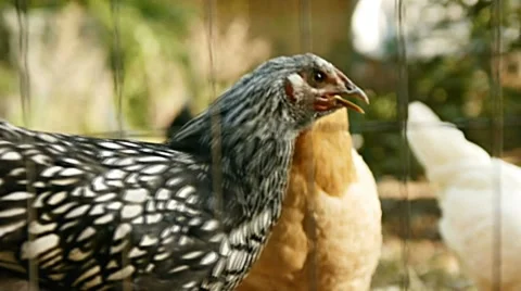 Chicken Video stock 8770675