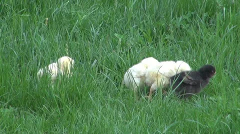Chicken Vídeos de archivo 8846756