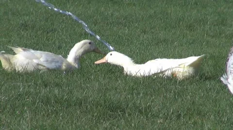 Chicken Vídeos de archivo 8846818