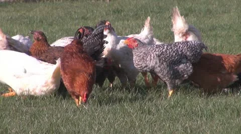 Chicken Vídeos de archivo 8846855