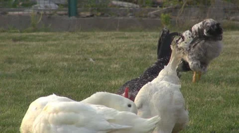 Chicken Vídeos de archivo 8847255